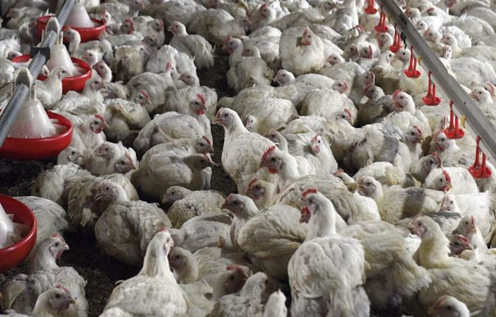 Казахстан запретил поставки мяса птицы из 3-х регионов РФ из-за птичьего гриппа