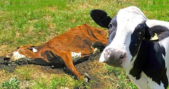 Более 70 коров отравились в Павлодарской области, предварительная причина – пестициды