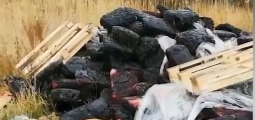 Более 30 тонн замороженной крови вместо утилизации выбросили на свалку в Костанае