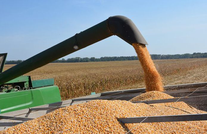 Население бедных стран растет быстрее их объемов производства зерна – ФАО