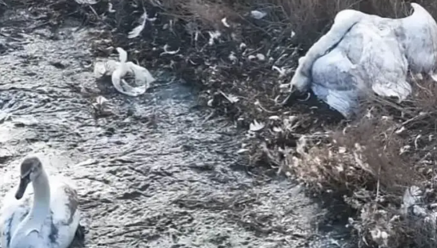 More than 800 dead swans: Inspection ordered at Rixos Aktau