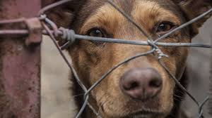 Thousands people in Kazakhstan claim to toughen punishment for animal cruelty 