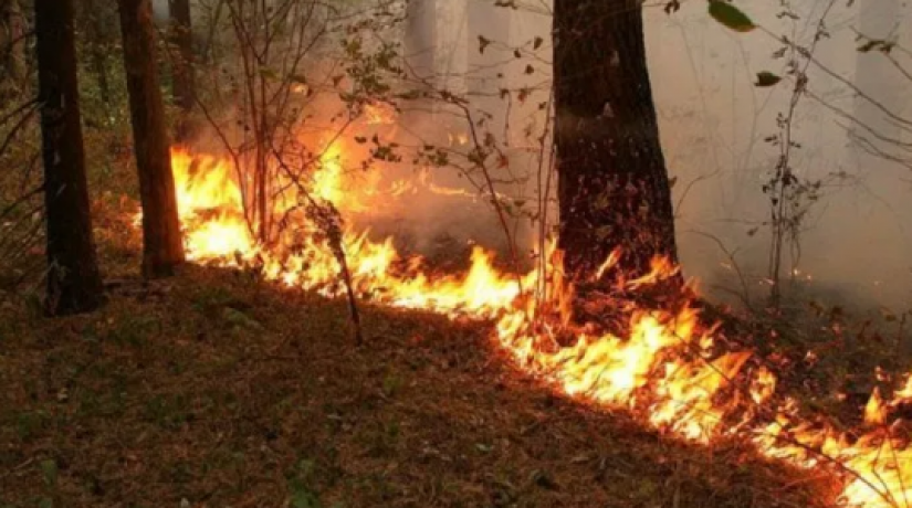 Около 90 человек и 11 единиц техники тушат пожар в Баянаульском нацпарке