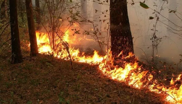 Крупный лесной пожар тушат в природном парке Бурабай