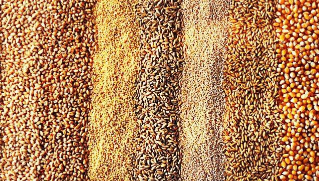 Казахстан пытается нелегально закупить канадские семена гибридов сельхозкультур – СМИ