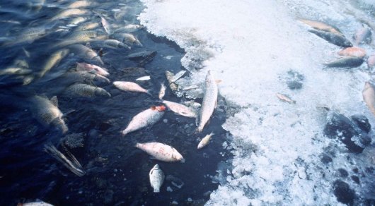 Подтвердилось повышенное содержание аммиака в найденной рыбе в Атырау