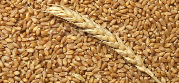 Прогнозные цены для форвардного закупа сельхозпродукции утвердили в Казахстане