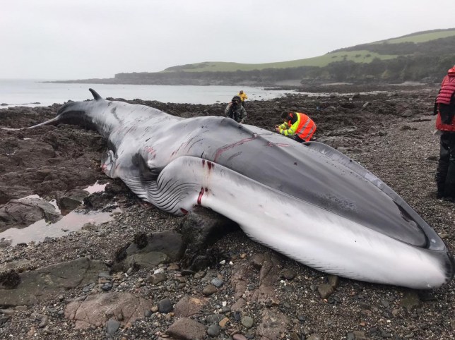 В Великобритании на берег выбросило редкого кита