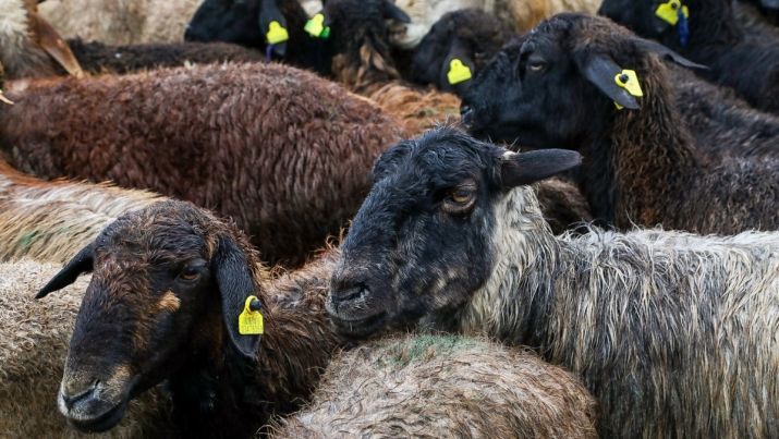 В Алматы запретили продавать и забивать скот на Курбан айт