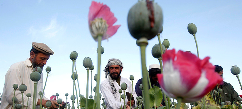 Площади наркоплантаций возросли в приграничных со странами ОДКБ районах Афганистана