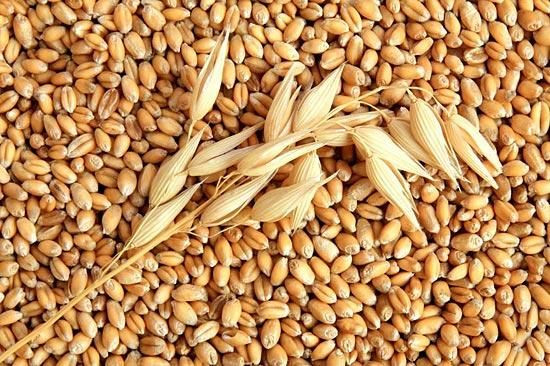 Казахстан запретил ввоз 141 тонны российской пшеницы
