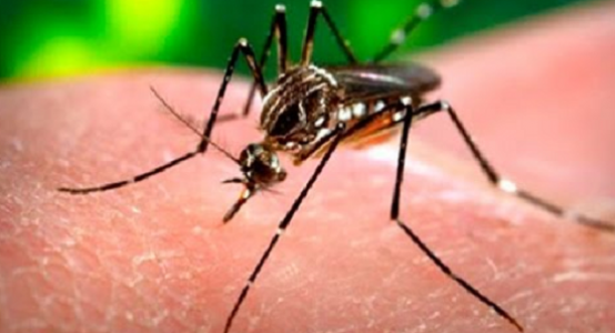Tourists having rest in Thailand brought denge fever to Almaty