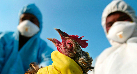About 2% of poultry died  from bird flu in Kazakhstan for the first time in 15 years - Ministry of Agriculture