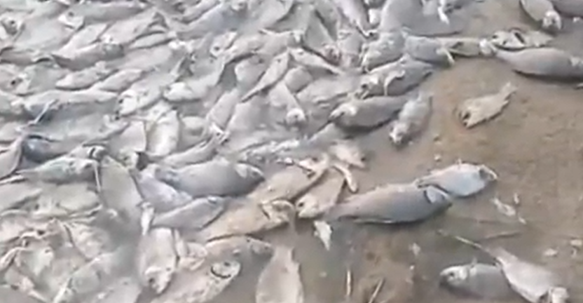 Массовая гибель рыбы произошла на озере в Павлодарской области