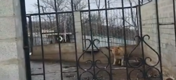 Взрослого льва нашли в крестьянском хозяйстве близ Алматы