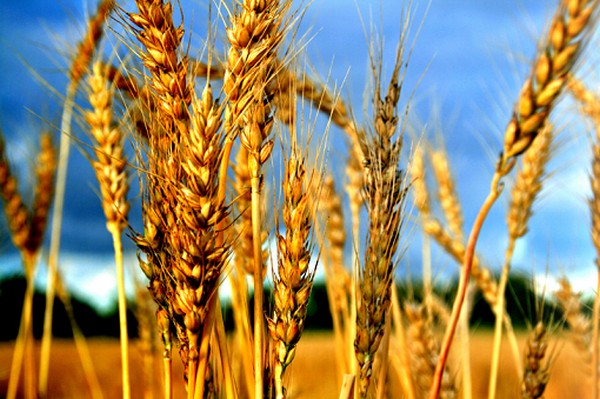 На 14,3% меньше намолочено зерна в Казахстане в 2019 году – МСХ
