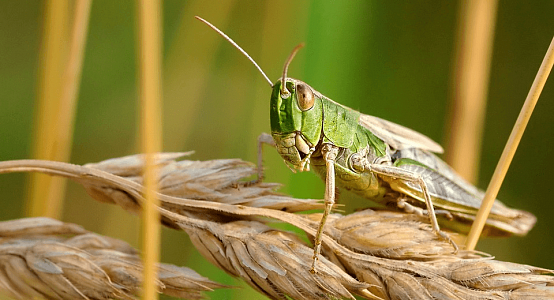 Three regions of Kazakhstan preparing for locust invasion