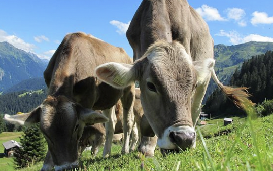 В Актюбинской области клинических признаков ящура у скота не выявлено – чиновники