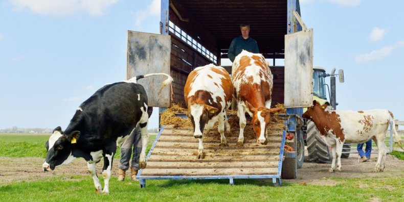 Вывоз отдельных видов скота запретили на полгода в Казахстане