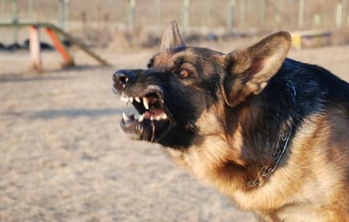 Жители Байконура оказались незащищенными от агрессивного поведения бродячих собак