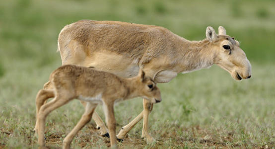 Experiment for saiga population growth conducted by Almaty zoo and scientists from West Kazakhstan region