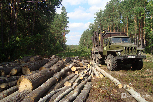 В Т21 млн оцениваются потери бюджета из-за изъятия 48 га земли из лесного фонда акиматом Павлодарской области 