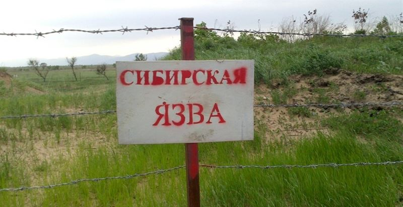 Село закрыли на карантин и пятерых госпитализировали с подозрением на сибирскую язву в Акмолинской области
