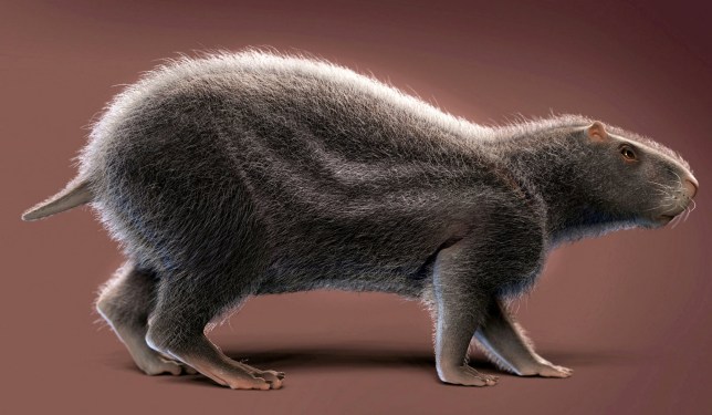 Гигантская доисторическая крыса размером с человека когда-то гуляла по тропическому лесу Амазонки