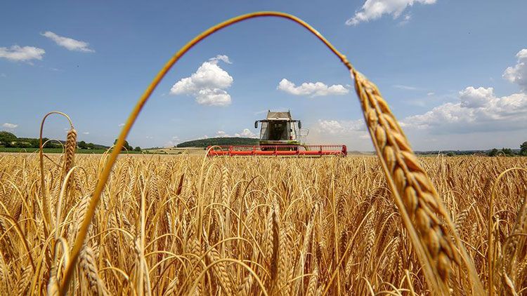 На 1 августа убран урожай на 929 тыс. га, урожайность выше прошлогодней на 19% - МСХ РК