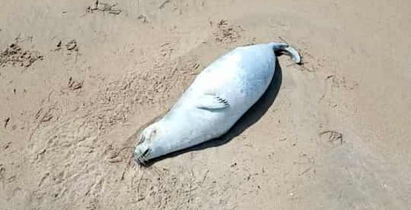 Экологи не смогли взять пробы тканей погибших тюленей на берегу Каспия в Мангыстау