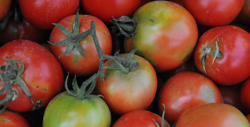 Опасный вирус помидоров и перца выявили в теплицах Туркестанской области