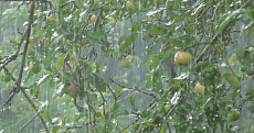  Жұма күні Қазақстанның басым бөлігінде тұрақсыз ауа райы күтіледі 