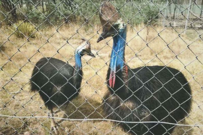 Правительство Австралии расследует жалобы на плохое содержание животных в зоопарках