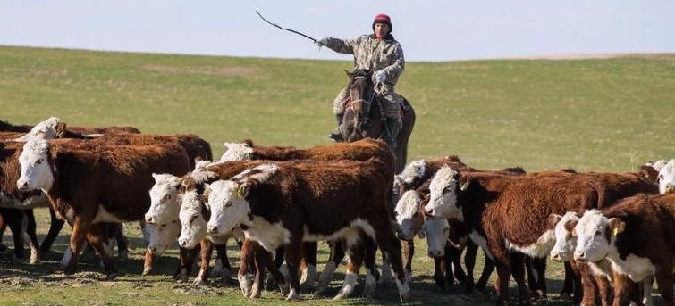 День животноводов планируют включить в перечень праздничных дат в Казахстане