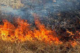 Т74 млн составил ущерб от пожара в лесничестве в Павлодарской области