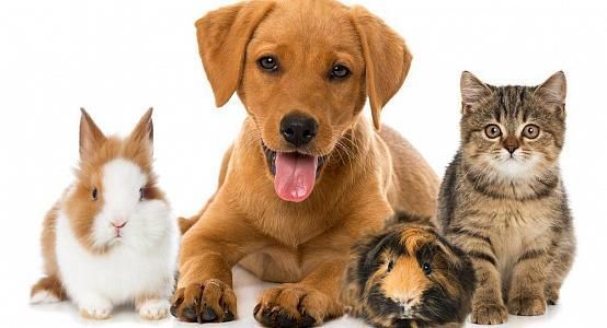 Registration of pets will be carried out at the expense of holders - Ministry of Ecology