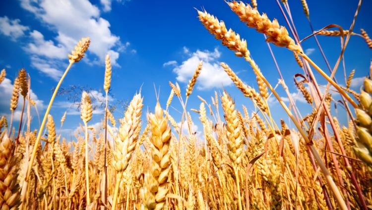МСХ: Введение лицензирования для экспортеров зерна может создать проблемы для бизнеса в РК