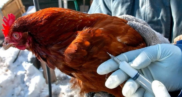 7,7 млн бесплатных доз вакцины от птичьего гриппа направлено в регионы Казахстана – МСХ