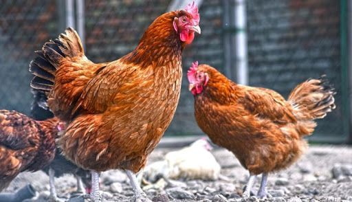 Temporary ban on poultry export imposed in Kostanay region
