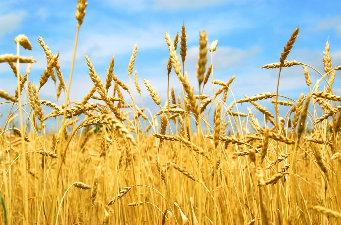 Данные миннацэкономики РК по росту экспорта пшеницы – это «типичная статистическая уловка»