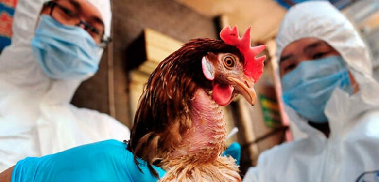 Власти РК отказались компенсировать падеж неучтенной домашней птицы от птичьего гриппа
