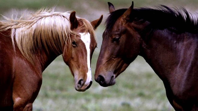 Факт обнаружения на объездной трассе трупов 28 лошадей расследуют в Нур-Султане