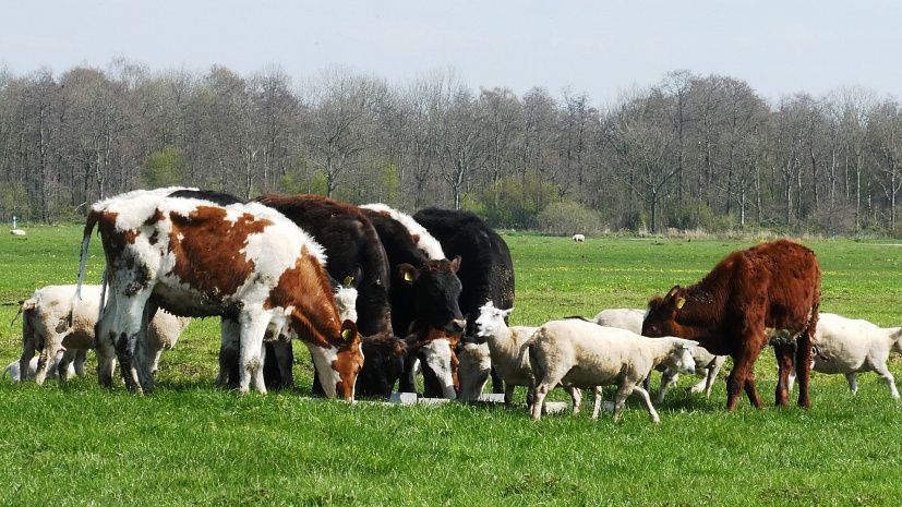 РК и РФ сняли временные ограничения на взаимные поставки животноводческой продукции