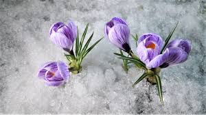 Meteorologists forecast coming of spring processes on nearest three days in Kazakhstan