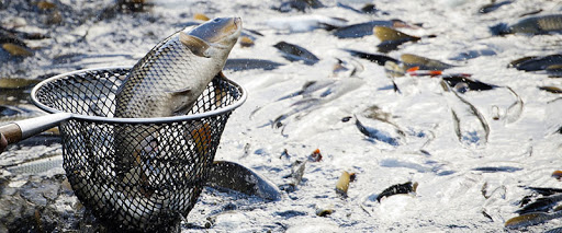 Развивать садковые рыбные хозяйства в каждом населенном пункте РК предложил чиновник