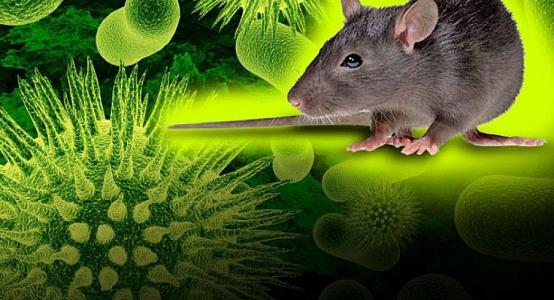 Hantavirus death in China does not mean the start of another coronavirus-like outbreak 