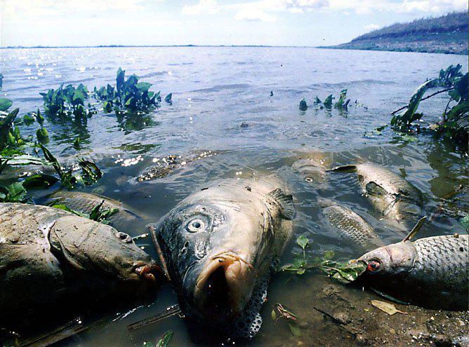 Не менее трех тонн рыбы погибло в Атырауской области
