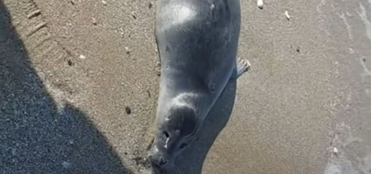 40 трупов тюленей обнаружили на берегу моря в Мангистау