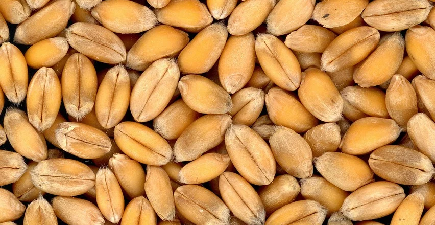 Почти 484 тыс. тонн зерновых и масличных приобрели в РК за счет форвардного закупа – МСХ