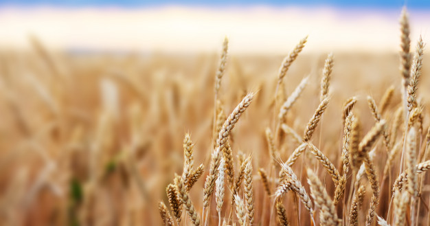 Казахстан сократит посевы зерновых